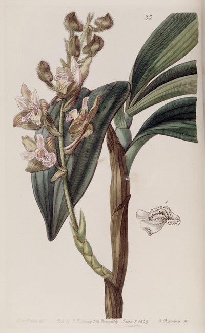 Eria ferruginea by Miss Drake